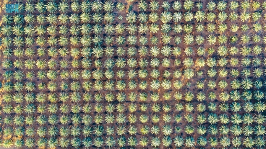 مجموعة من أشجار النخيل (مكة)