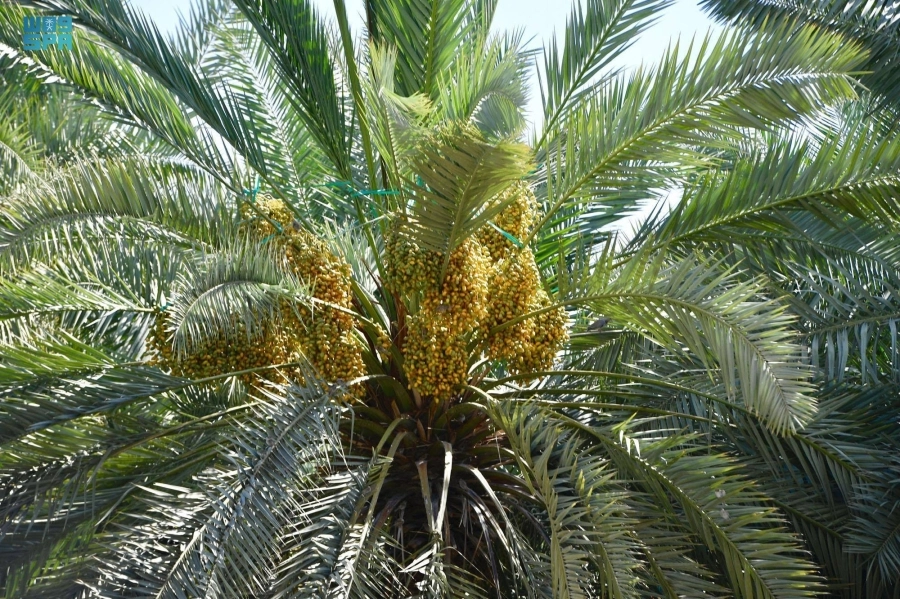 تمور المملكة تمتاز بجودة عالية (مكة)