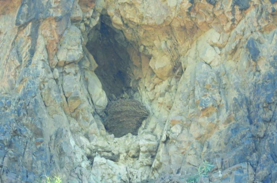 من مواقع أعشاش الصقور                   (مكة)