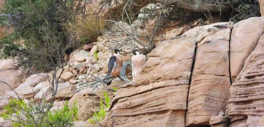 من مواقع أعشاش الصقور                   (مكة)