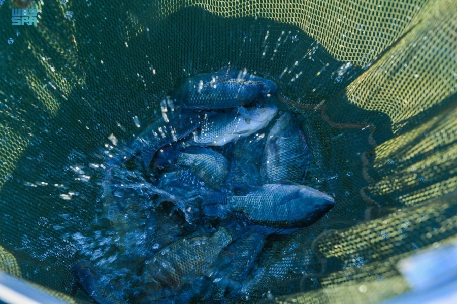 مجموعة من أسماك البلطي المنتجة  (واس)