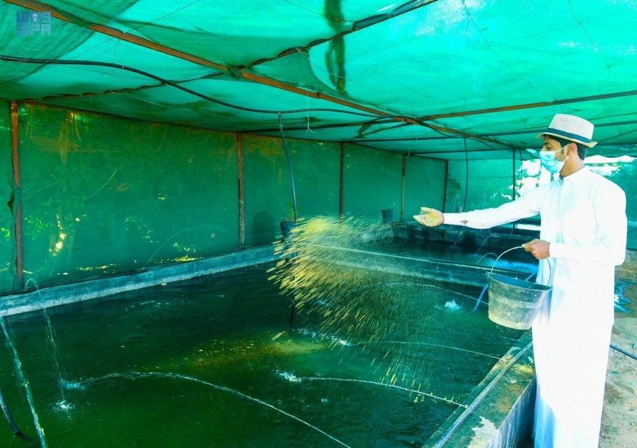 






من إطعام الأسماك داخل الأحواض            (واس)