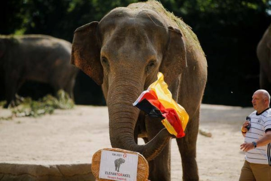 






أنثى الفيل ياشودا