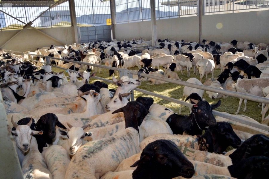 إحدى حظائر مشروع الهدي والأضاحي (مكة)