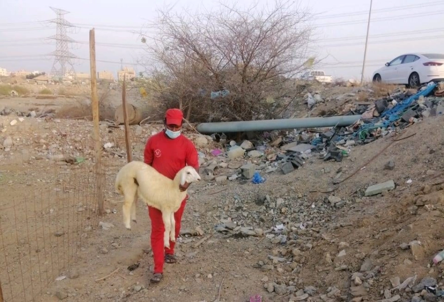 أمانة جدة تزيل حظائر  ومسالخ مخالفة وتصادر  (21) رأساً من الأغنام بنطاق بريمان