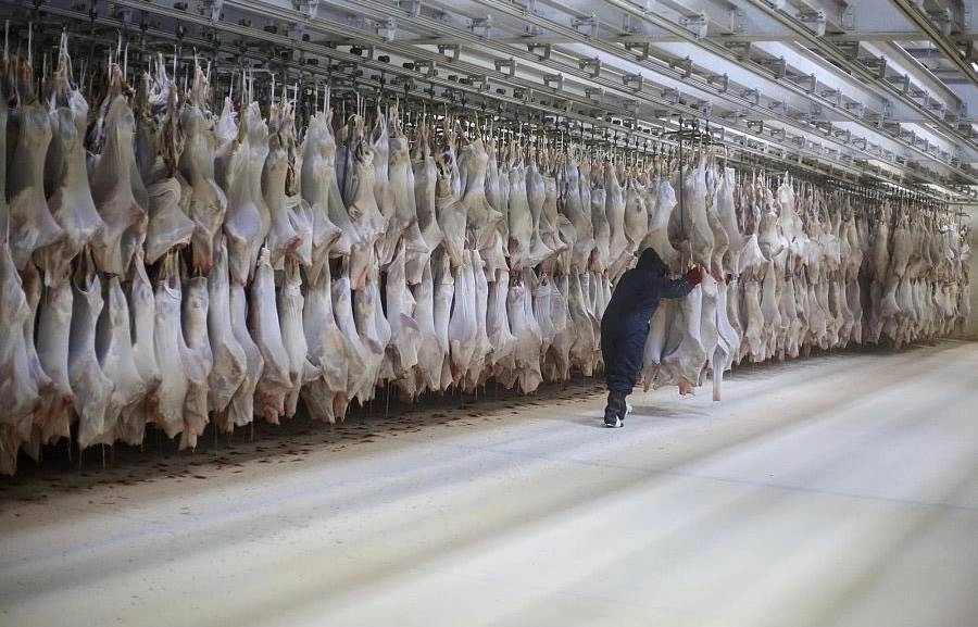 أكثر من 60 ألف رأس من الأغنام ذبحت ضمن مشروع المملكة للإفادة من الهدي والأضاحي (واس)