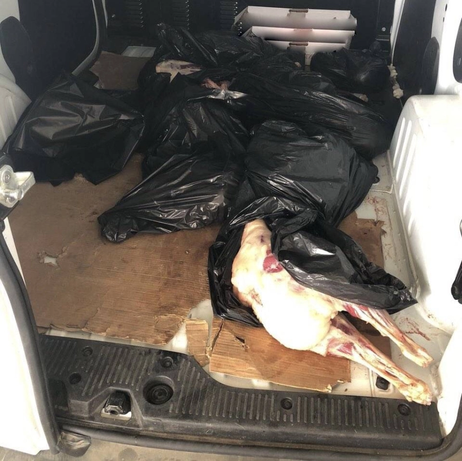 أمانة جدة تحبط تهريب 77 ذبيحة فاسدة