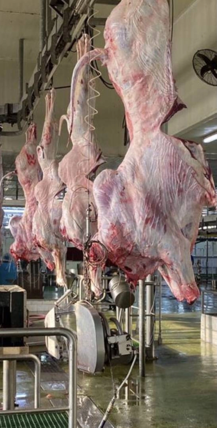 مسالخ أمانة جدة 