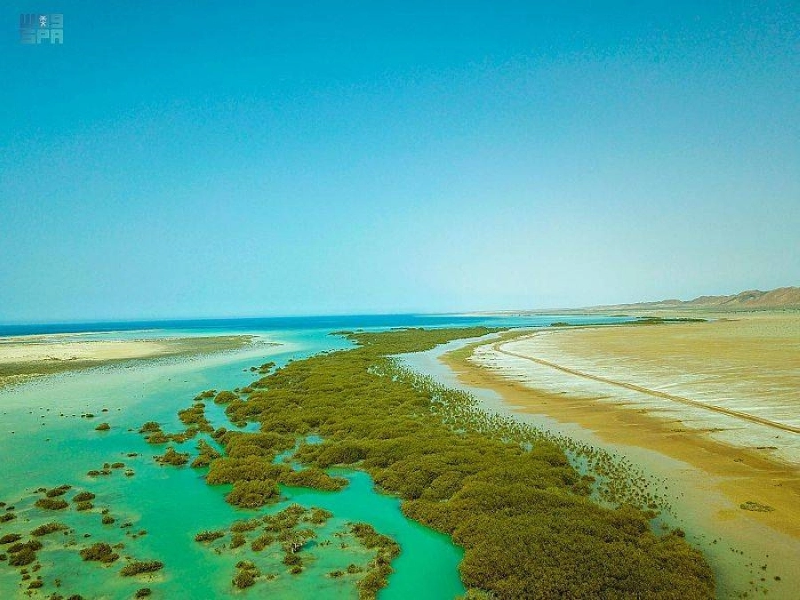 غابة المانجروف