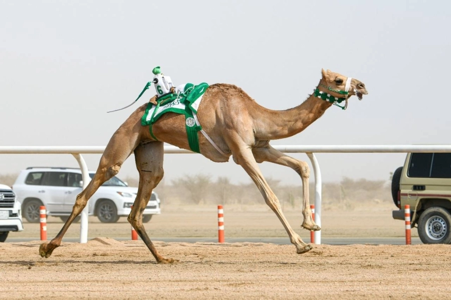 جانب من سباقات مهرجان ولي العهد في النسخة الماضية  (مكة)