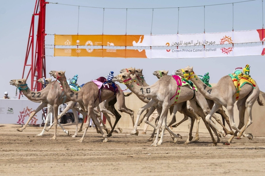 من منافسات المرحلة التمهيدية لمهرجان ولي العهد للهجن، الذي انطلق أمس في نسخته الثالثة على ميدان محافظة الطائف لسباقات الهجن.
