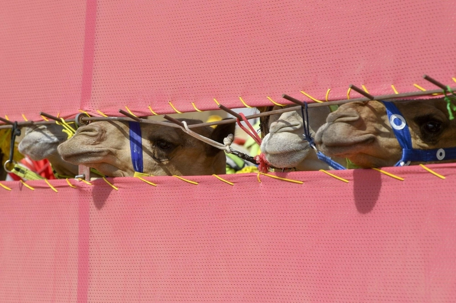 من منافسات المرحلة التمهيدية لمهرجان ولي العهد للهجن، الذي انطلق أمس في نسخته الثالثة على ميدان محافظة الطائف لسباقات الهجن.
