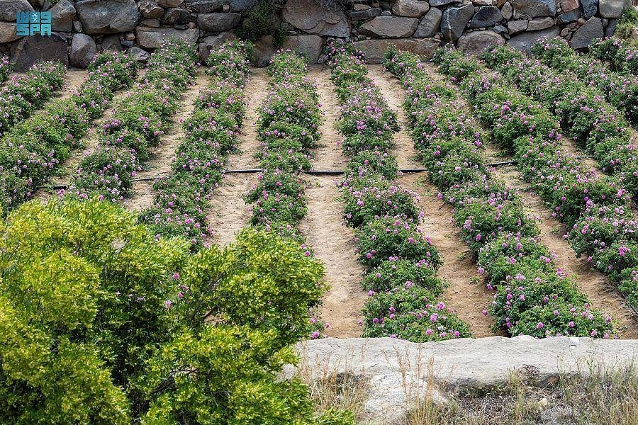 مزارع الورد