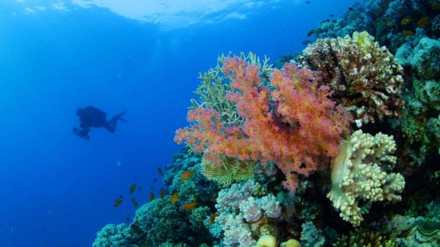 الغوص والأنشطة والرحلات البحرية تجذب زوار شواطئ ينبع في "صيف السعودية"