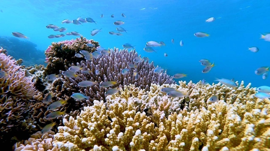 العلاقة التكافلية الصحية بين حيوان المرجان المضيف والطحالب التي تعيش فيه هي أساس بقاء النظم البيئية للشعاب المرجانية واستمرارها. 