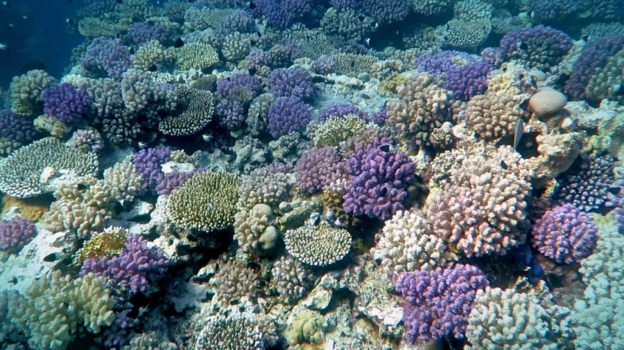 يدرس علماء البحار في كاوست تأثير المُعينات الحيوية على الشعاب المرجانية الحجرية الشائعة في البحر الأحمر. المصدر: كاوست.