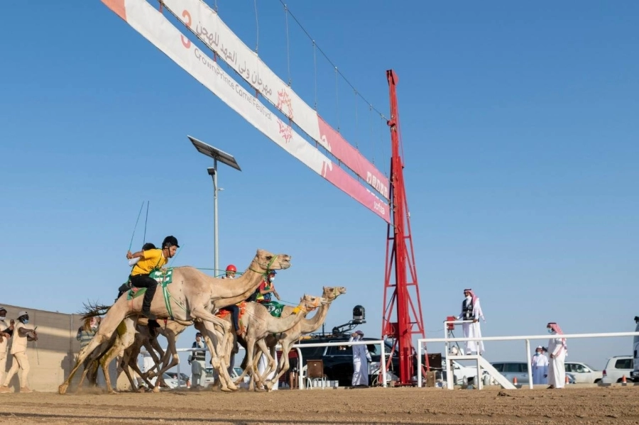 من سباق الماراثون أمس بمهرجان الهجن                                                                                                  (مكة)