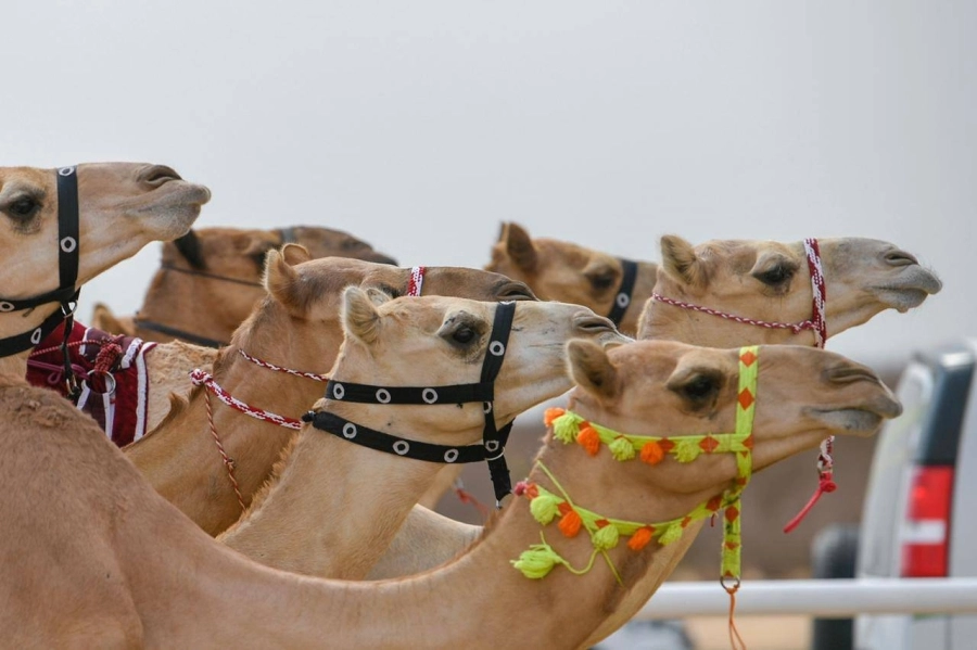 سوق بيع وشراء المطايا بالمهرجان                            (مكة)