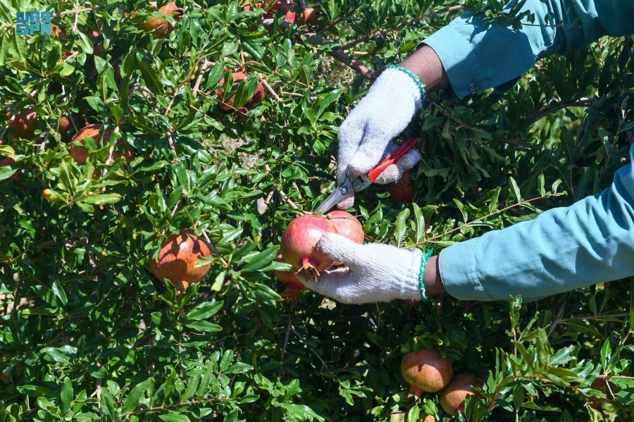 جني ثمار الرمان            (مكة)                