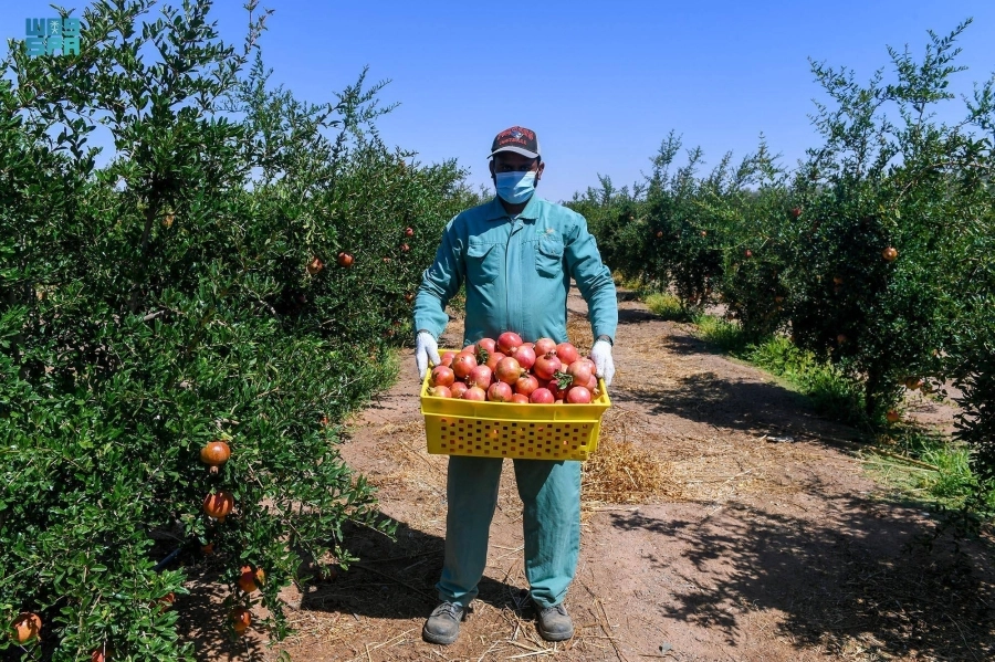 جني محصول فاكهة الرمان          (مكة) 