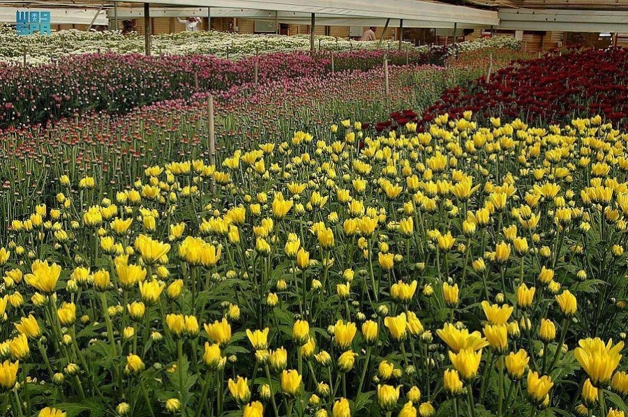 ورد تبوك يستقبل السياح بالألوان والعطر