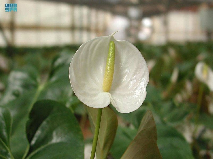 ورد تبوك يستقبل السياح بالألوان والعطر