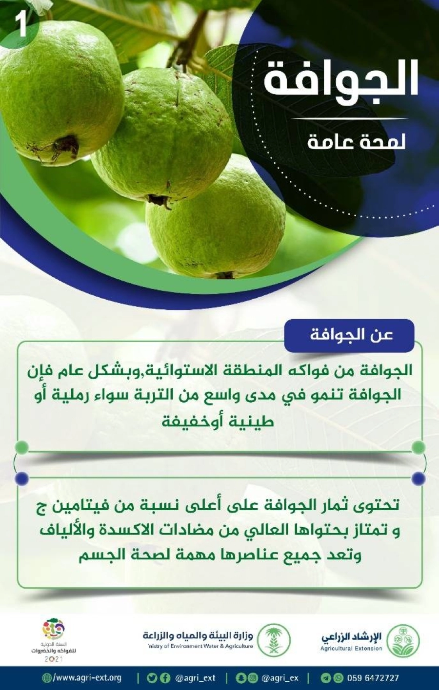 معلومات عامة عن الجوافة