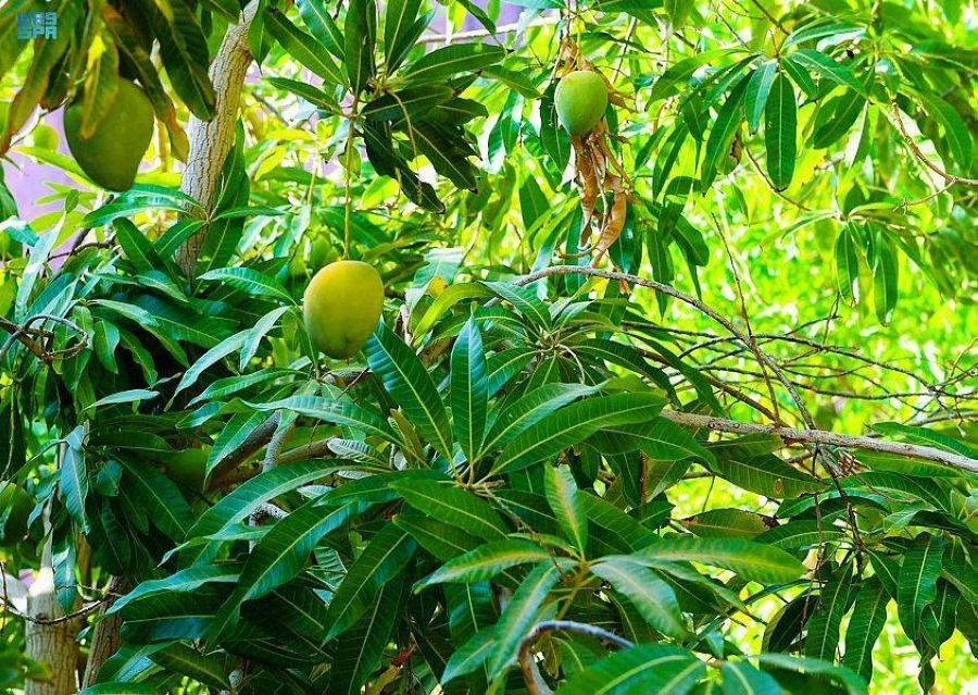 مزارع أملج والفواكه الموسمية