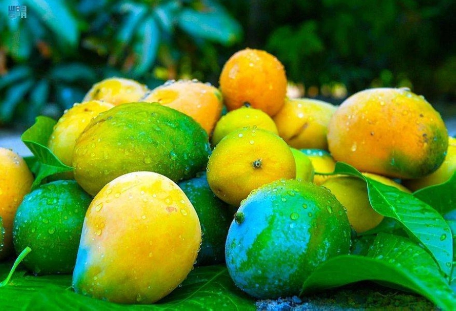 مزارع أملج والفواكه الموسمية