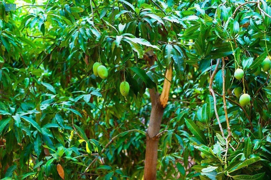 مزارع أملج والفواكه الموسمية