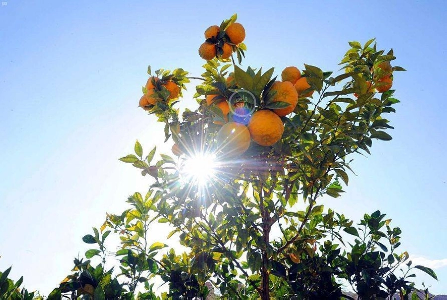 قطف الثمار من واحة العلا.. تجربة جديدة يوفرها «صيف السعودية»