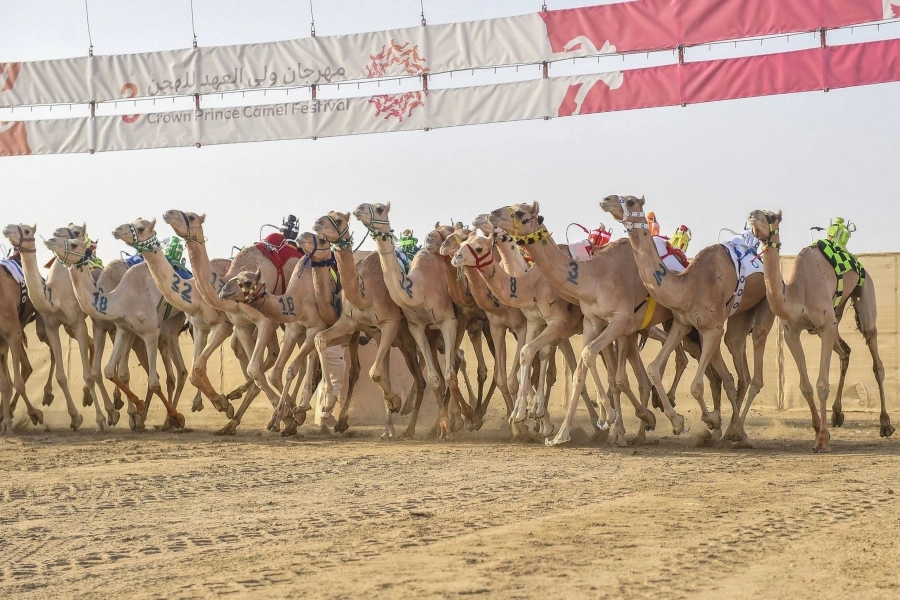 من سباق الهجن        (مكة)