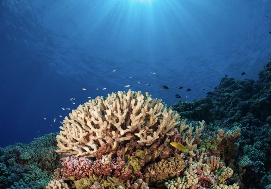 مؤسسة خالد بن سلطان للمحيطات الحية تختتم أكبر رحلة استكشافية في التاريخ