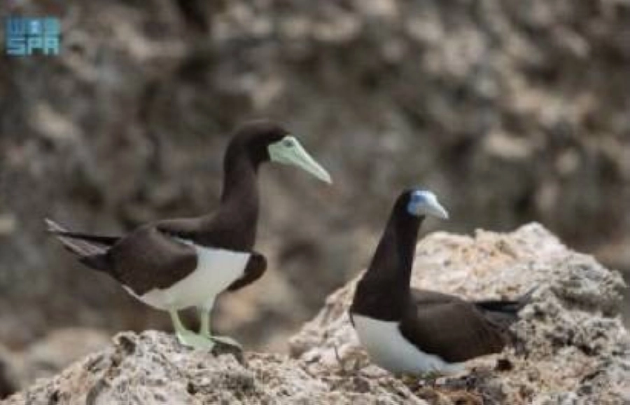 محمية فرسان 