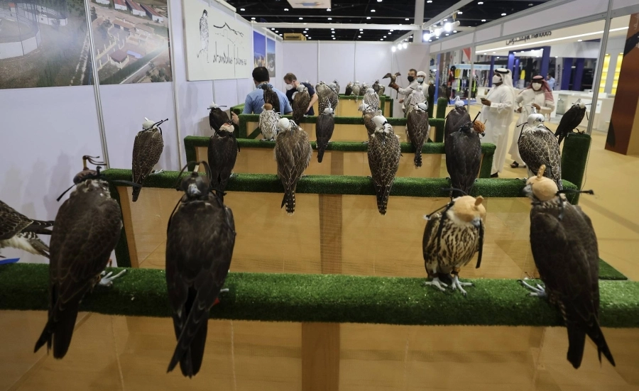 






الصقور في أبهى حلتها في المعرض                                   (مكة)