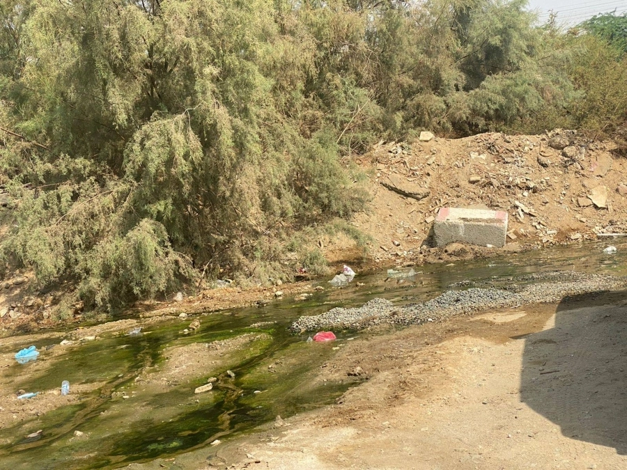 مستنقعات وأشجار عشوائية تؤرق الأهالي (مكة)