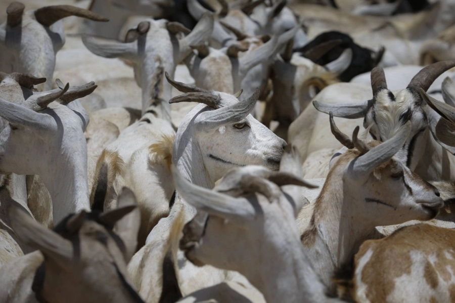 مواشٍ في أحد الحظائر