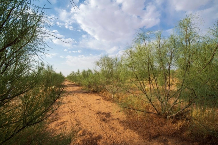 






شجرة البيرغرينا تمتاز بصد الرياح واستهلاكها المحدود للماء