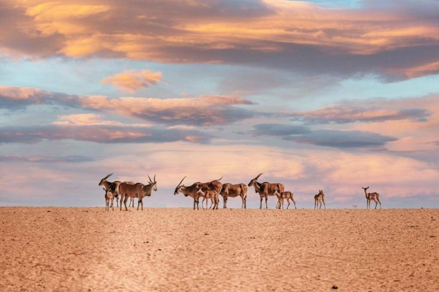 مجموعة من الغزلان (مكة)