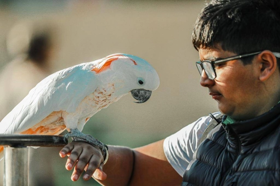 طيور نادرة  (مكة)