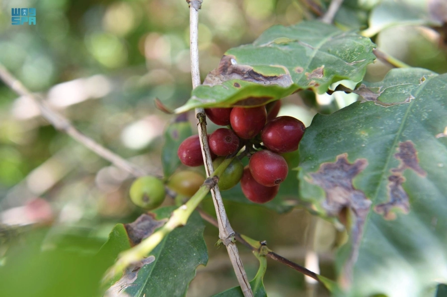 مزارعون خلال جني محصول البن                                       (واس)