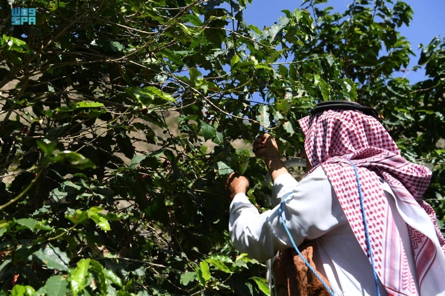 مزارعون خلال جني محصول البن                                       (واس)