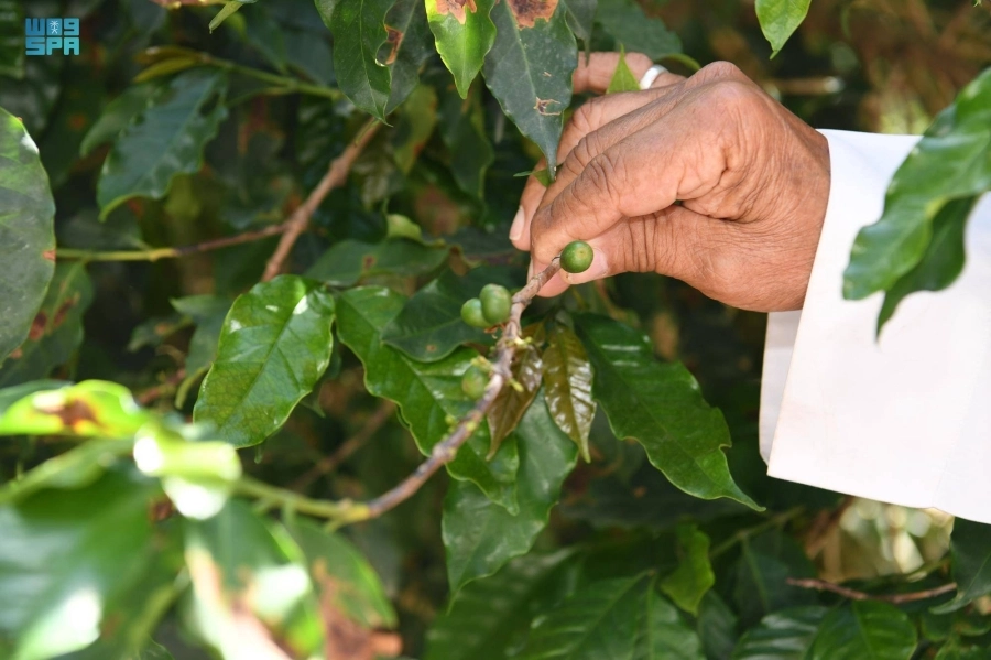 مزارعون خلال جني محصول البن                                       (واس)