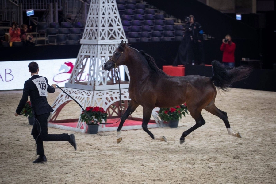 "اكواتور" أضاف إنجازا جديدا للخيول السعودية