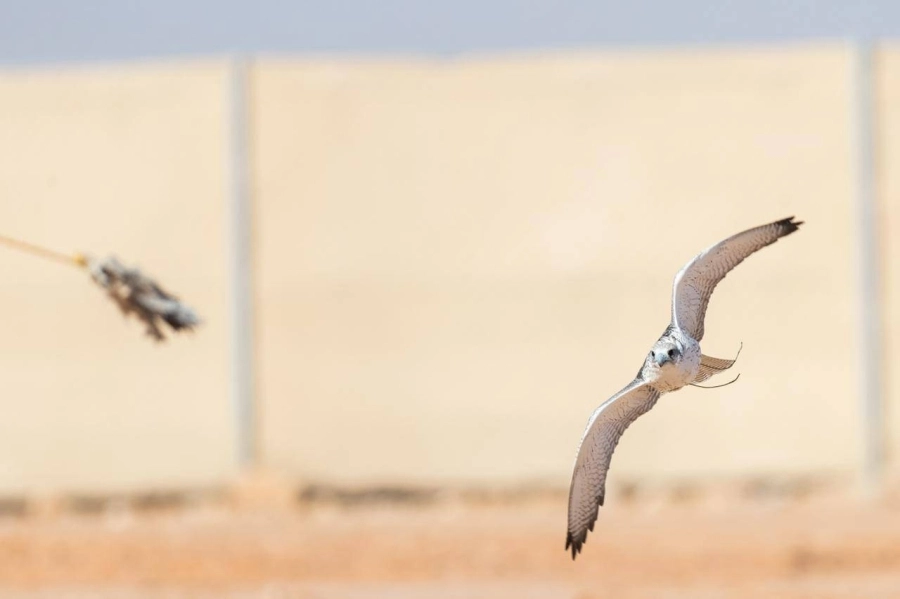 مهرجان الملك عبدالعزيز للصقور يختتم مسابقاته بمشاركة 2110 صقور