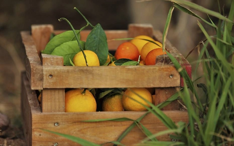 من برتقال العلا      (مكة)