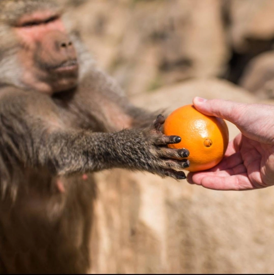 قرود البابون