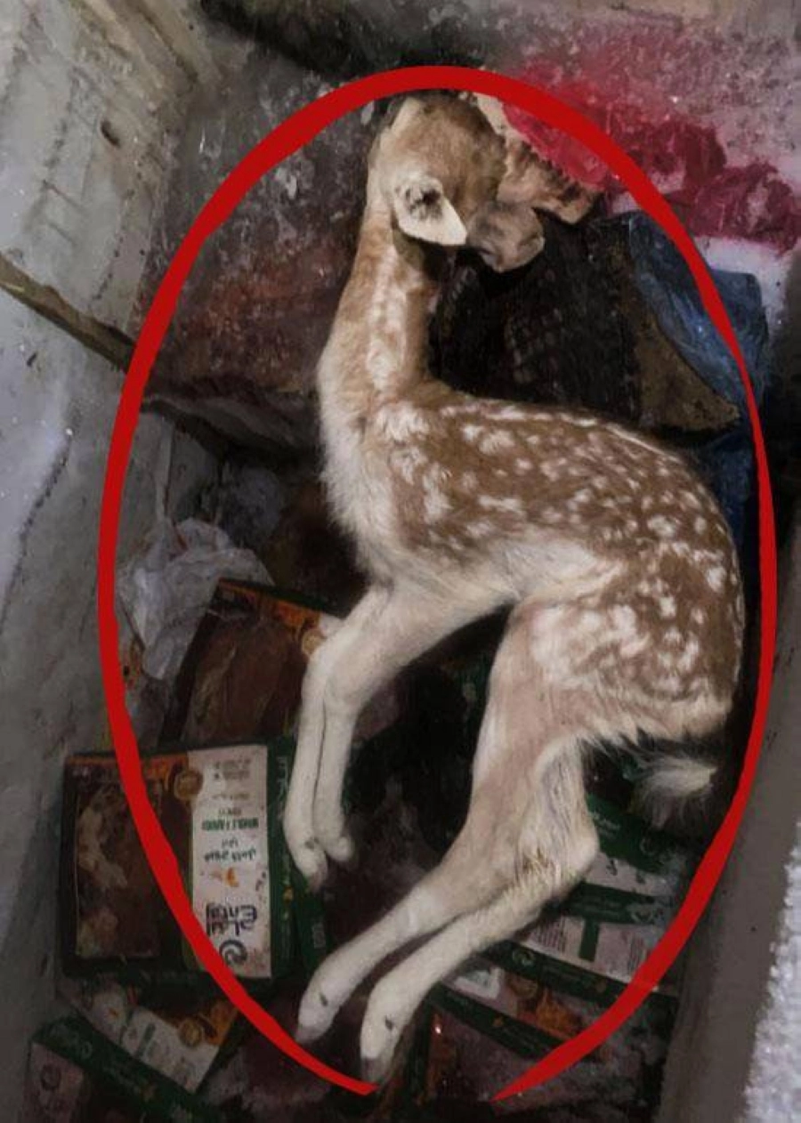 






 من المضبوطات داخل المخيم                                       (مكة)