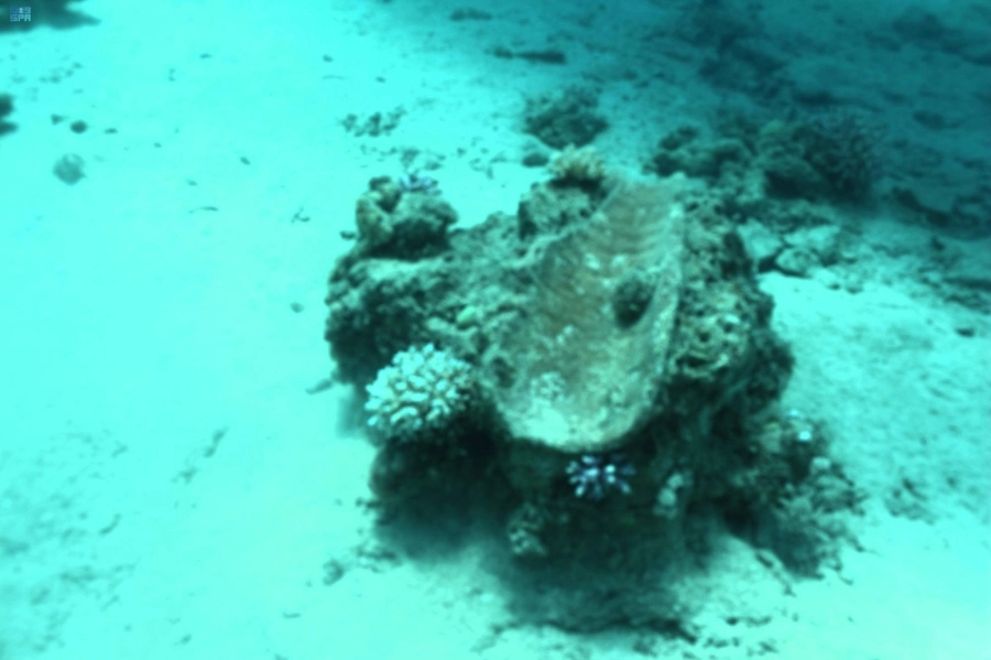 






قطعة عثر عليها ضمن حمولة السفينة                 (مكة)