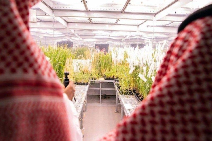 الأمن الغذائي